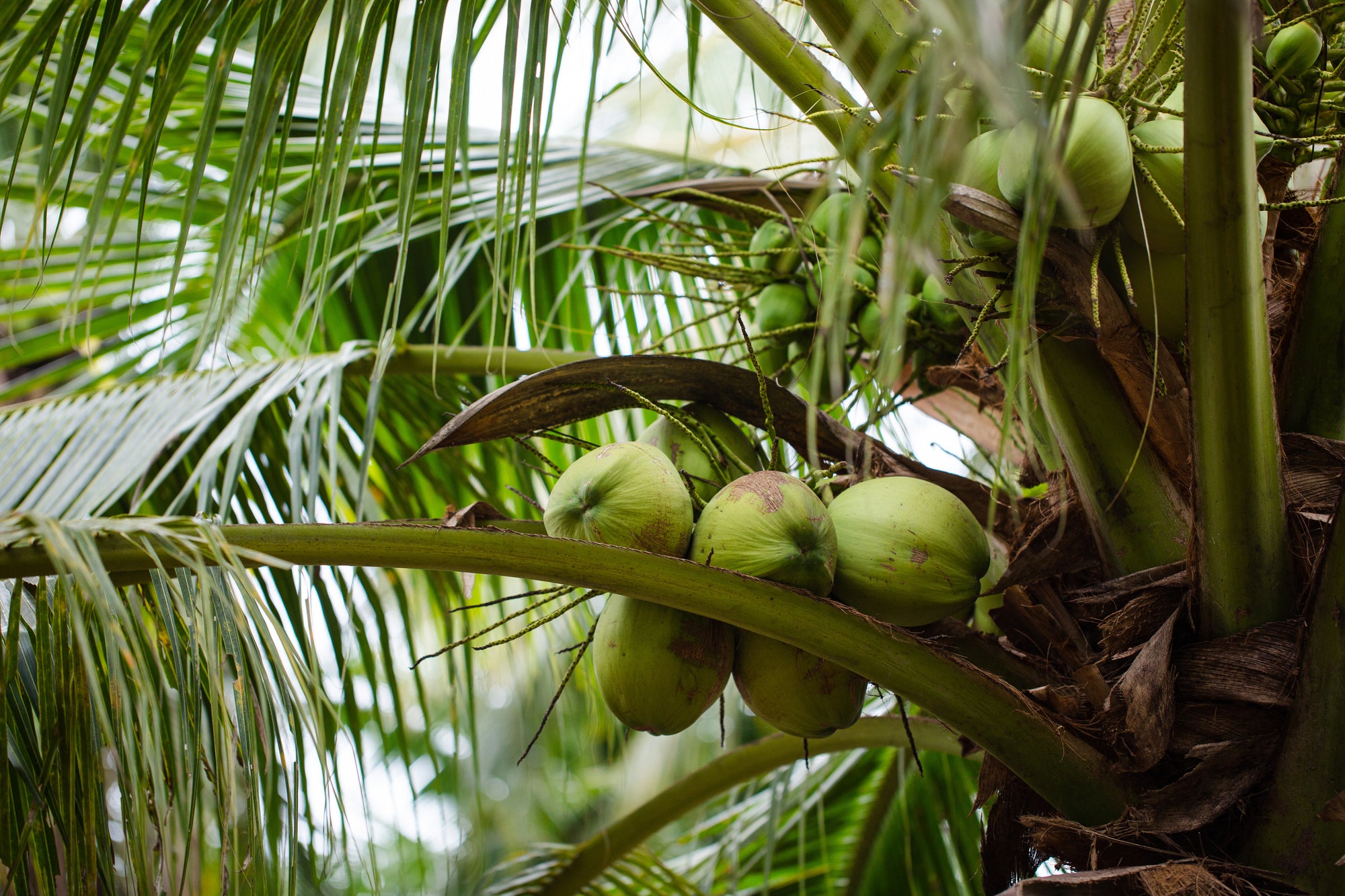 Tropical Belt Farms