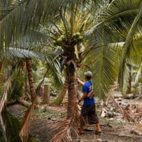 Organic Coconut Water