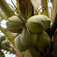 Organic Coconut Water
