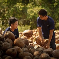 Organic Coconut Water